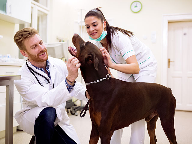 Our mission is to ensure that veterinary professionals receive the highest quality legal support for all their needs.