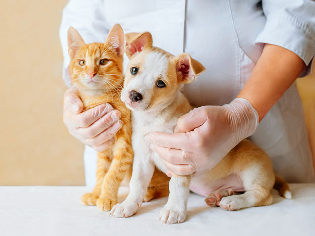 Our attorneys are not only legal experts but also share a deep passion for animal welfare and the veterinary industry.